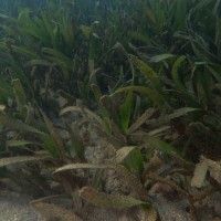 Oceana serrulata (R.Br.) Byng & Christenh.